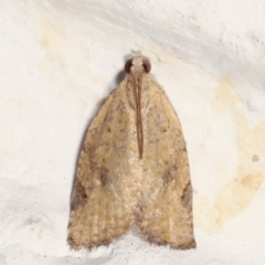 Meritastis (genus) (A Bell moth (Tortricinae)) at Melba, ACT - 20 Apr 2021 by kasiaaus