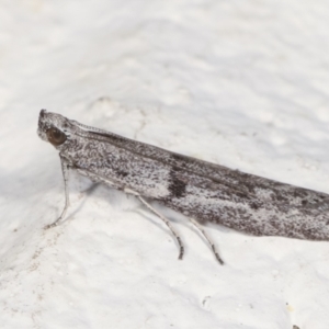 Homoeosoma vagella at Melba, ACT - 20 Apr 2021