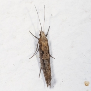 Plutella xylostella at Melba, ACT - 20 Apr 2021