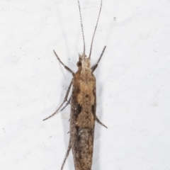 Plutella xylostella at Melba, ACT - 20 Apr 2021