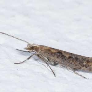 Plutella xylostella at Melba, ACT - 20 Apr 2021 11:09 PM