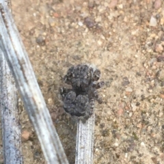 Maratus vespertilio (Bat-like peacock spider) at Majura, ACT - 20 Apr 2021 by NedJohnston