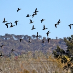 Spatula rhynchotis (Australasian Shoveler) at Fyshwick, ACT - 23 Apr 2021 by RodDeb