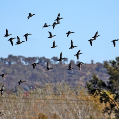 Spatula rhynchotis (Australasian Shoveler) at Jerrabomberra Wetlands - 23 Apr 2021 by RodDeb