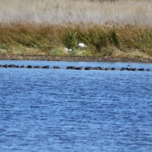 Spatula rhynchotis at Fyshwick, ACT - 23 Apr 2021