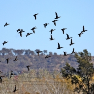 Spatula rhynchotis at Fyshwick, ACT - 23 Apr 2021