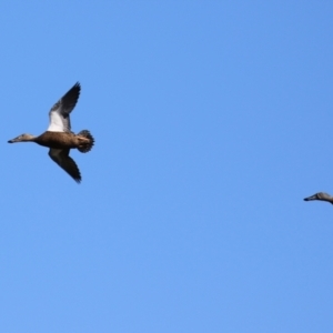 Spatula rhynchotis at Fyshwick, ACT - 23 Apr 2021