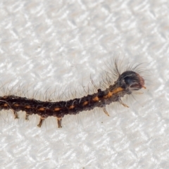 Lepidoptera unclassified IMMATURE (caterpillar or pupa or cocoon) at Melba, ACT - 15 Jan 2021 by Bron