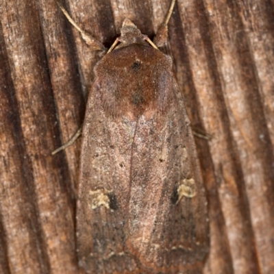 Diarsia intermixta (Chevron Cutworm, Orange Peel Moth.) at Melba, ACT - 15 Jan 2021 by Bron