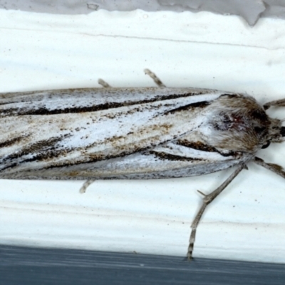 Ciampa arietaria (Brown Pasture Looper Moth) at Ainslie, ACT - 16 Apr 2021 by jbromilow50