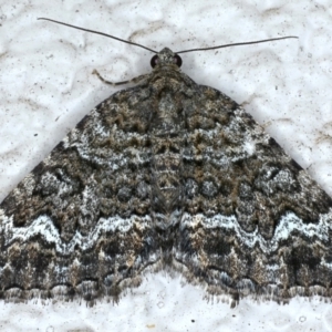 Chrysolarentia gypsomela at Ainslie, ACT - 16 Apr 2021