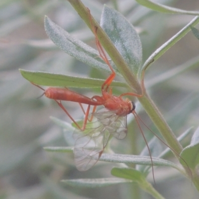 Netelia sp. (genus) (An Ichneumon wasp) at Conder, ACT - 21 Feb 2021 by MichaelBedingfield