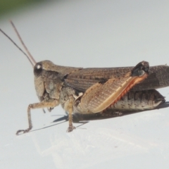 Phaulacridium vittatum (Wingless Grasshopper) at Pollinator-friendly garden Conder - 26 Feb 2021 by michaelb