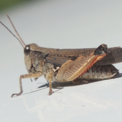 Phaulacridium vittatum (Wingless Grasshopper) at Pollinator-friendly garden Conder - 26 Feb 2021 by michaelb