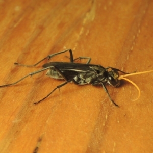 Pompilidae (family) at Conder, ACT - 26 Feb 2021