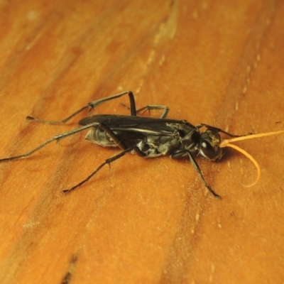 Pompilidae (family) (Unidentified Spider wasp) at Pollinator-friendly garden Conder - 26 Feb 2021 by michaelb