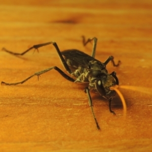 Pompilidae (family) at Conder, ACT - 26 Feb 2021