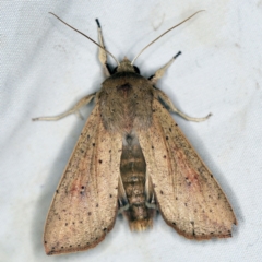 Mythimna (Pseudaletia) convecta (Common Armyworm) at Wyanbene, NSW - 16 Apr 2021 by ibaird