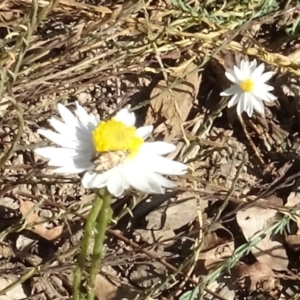 Tebenna micalis at National Arboretum Woodland - 18 Apr 2021