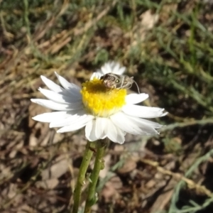 Tebenna micalis at National Arboretum Woodland - 18 Apr 2021