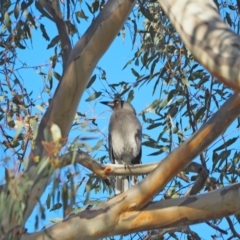 Strepera versicolor (Grey Currawong) at Holt, ACT - 23 Apr 2021 by wombey