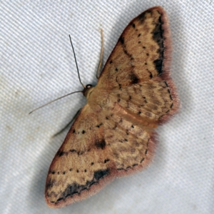 Idaea halmaea at Wyanbene, NSW - 16 Apr 2021 09:08 PM