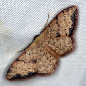 Idaea halmaea at Wyanbene, NSW - 16 Apr 2021 09:08 PM