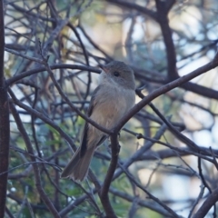 Pachycephala pectoralis (Golden Whistler) at Holt, ACT - 24 Apr 2021 by wombey