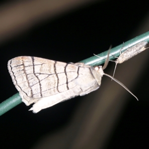 Liometopa rectilinea at Wyanbene, NSW - 16 Apr 2021