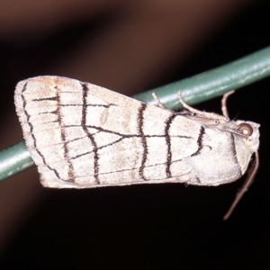 Liometopa rectilinea at Wyanbene, NSW - 16 Apr 2021