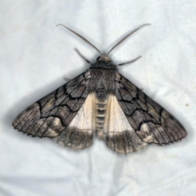Stibaroma undescribed species (A Line-moth) at Wyanbene, NSW - 16 Apr 2021 by ibaird