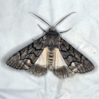 Stibaroma undescribed species (A Line-moth) at Deua National Park (CNM area) - 16 Apr 2021 by ibaird