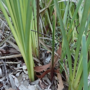 Calochilus montanus at Aranda, ACT - 17 Apr 2021