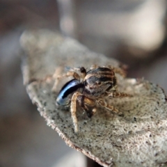 Maratus chrysomelas (Variable Peacock Spider) at Cook, ACT - 18 Apr 2021 by CathB