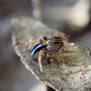 Maratus chrysomelas at Cook, ACT - 18 Apr 2021 03:42 PM