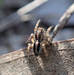 Maratus chrysomelas at Cook, ACT - 18 Apr 2021