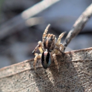 Maratus chrysomelas at Cook, ACT - 18 Apr 2021 03:42 PM