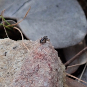 Maratus chrysomelas at Cook, ACT - 18 Apr 2021 03:42 PM