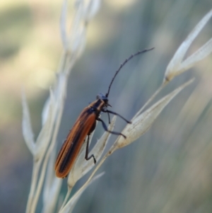 Trichalus sp. (genus) at Cook, ACT - 15 Apr 2021 04:26 PM