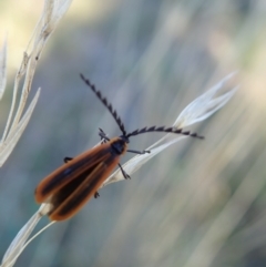 Trichalus sp. (genus) at Cook, ACT - 15 Apr 2021 04:26 PM