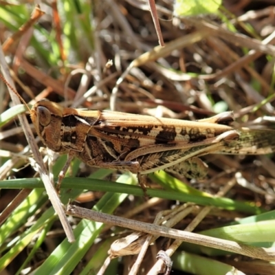 Austroicetes sp. (genus) (A grasshopper) at Mount Painter - 18 Apr 2021 by CathB
