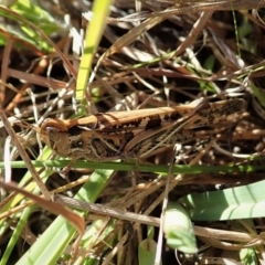 Austroicetes sp. (genus) at Cook, ACT - 18 Apr 2021