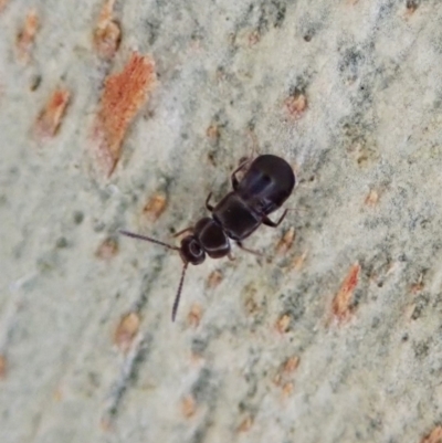 Staphylinidae (family) (Rove beetle) at Aranda Bushland - 16 Apr 2021 by CathB
