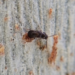 Staphylinidae (family) at Point 4526 - 16 Apr 2021 03:46 PM