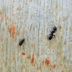 Staphylinidae (family) at Point 4526 - 16 Apr 2021 03:46 PM