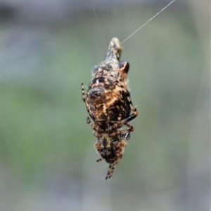 Cyclosa trilobata at Aranda, ACT - 17 Apr 2021