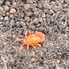 Trombidiidae (family) (Red velvet mite) at Palerang, NSW - 24 Apr 2021 by trevorpreston