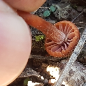 Laccaria sp. at Forbes Creek, NSW - 24 Apr 2021