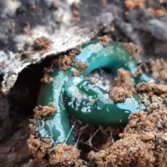 Caenoplana coerulea at Palerang, NSW - 24 Apr 2021