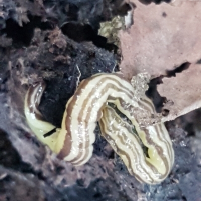 Caenoplana sulphurea (A Flatworm) at Palerang, NSW - 24 Apr 2021 by tpreston